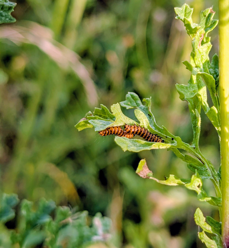 Caterpillars