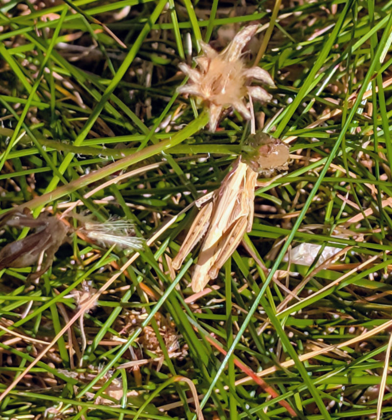 Cricket
