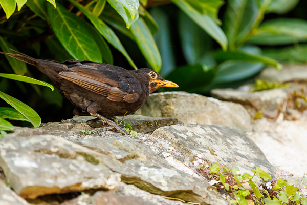 Blackbird