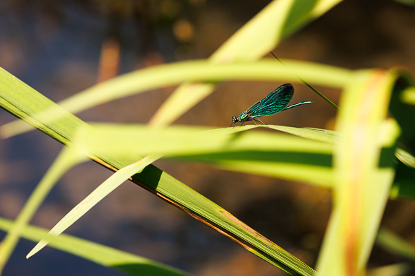 Damselfly