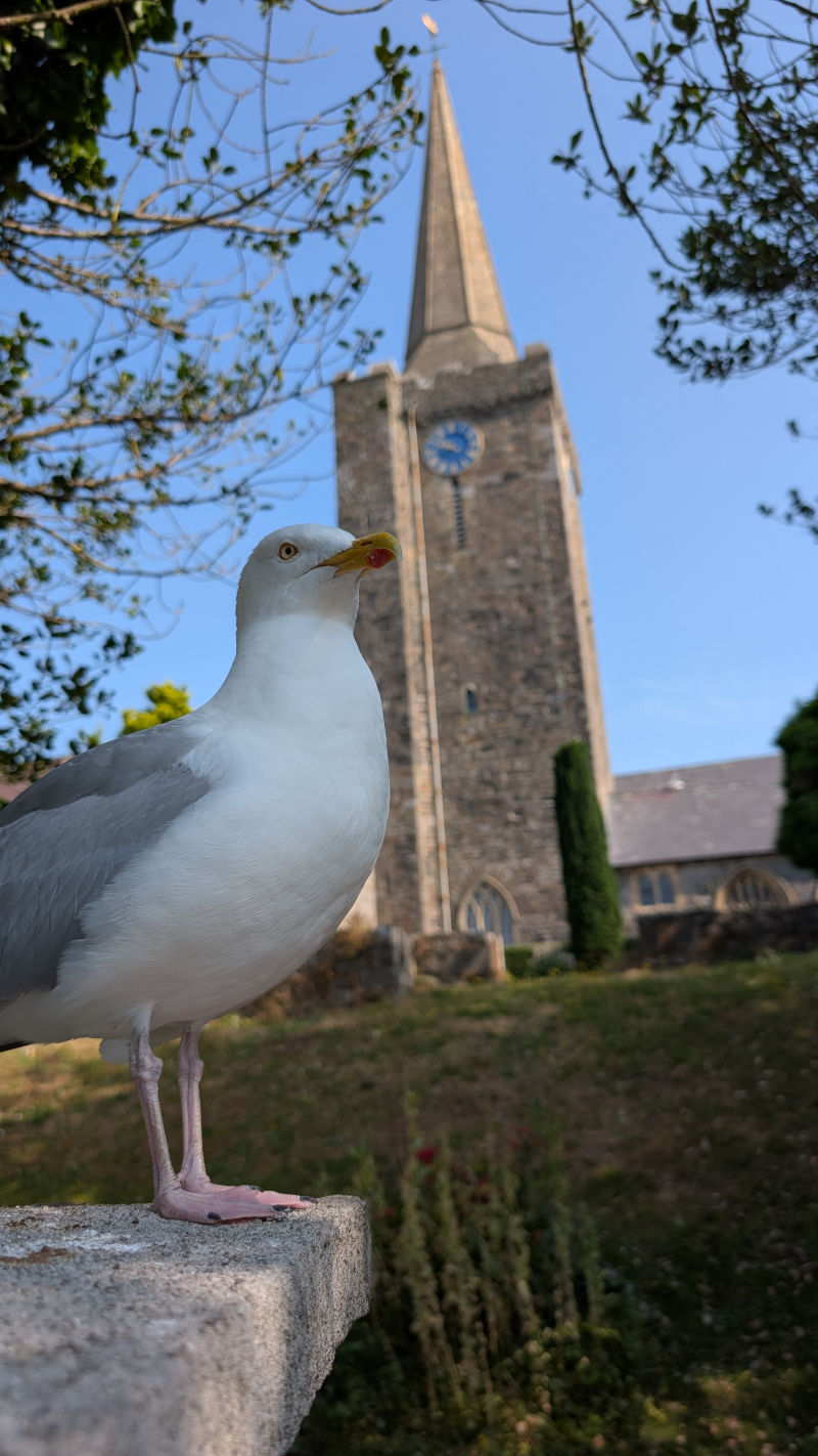 Seagull