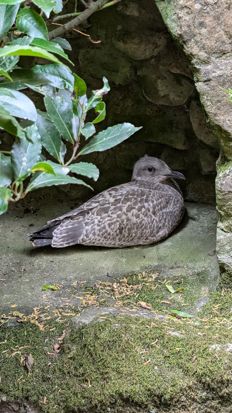 Juvenile Seagull