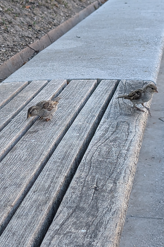 Sparrows