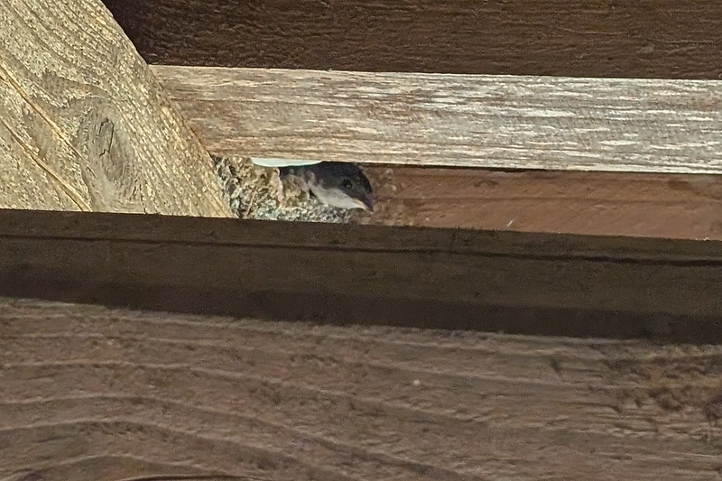 House Martin chick poking its head out