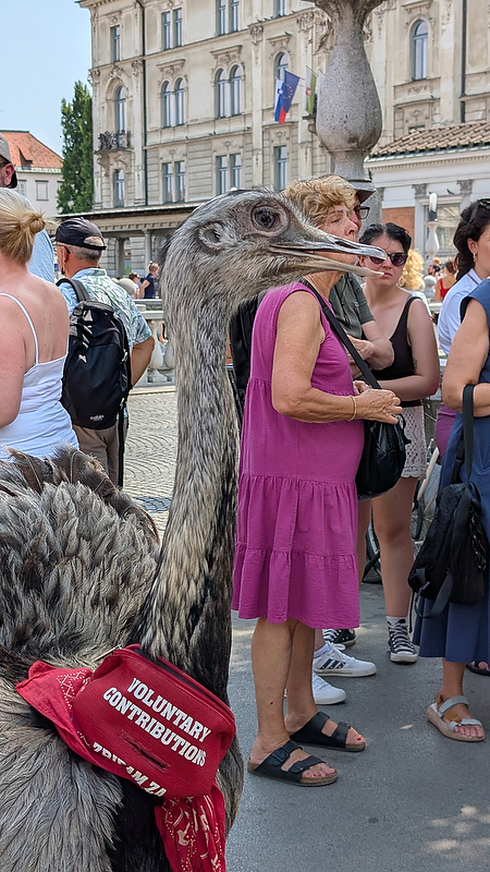 We saw Mande the Rhea on our last day too!