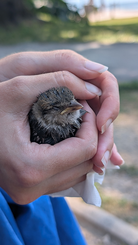 The fledgling sparrow we rescued from a fountain