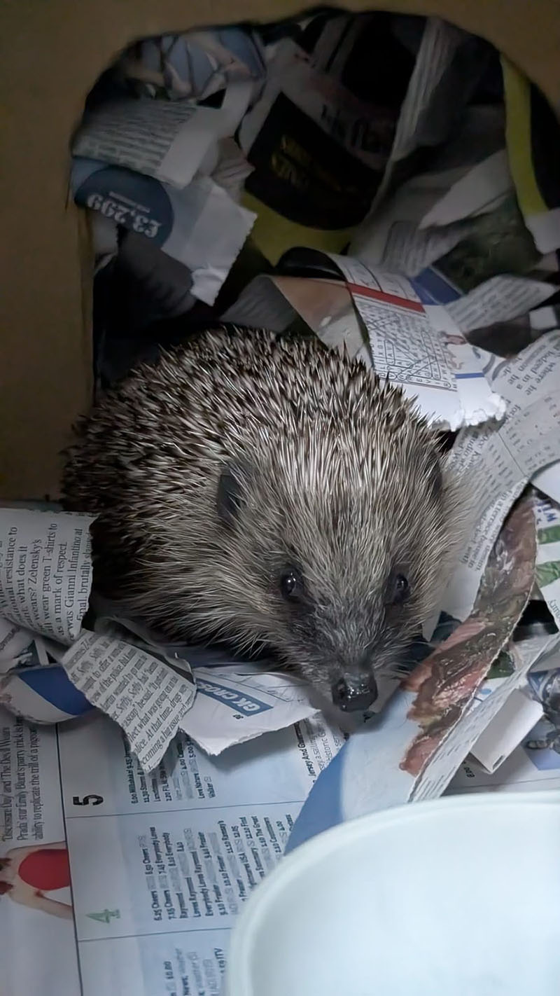 Awake hedgehog