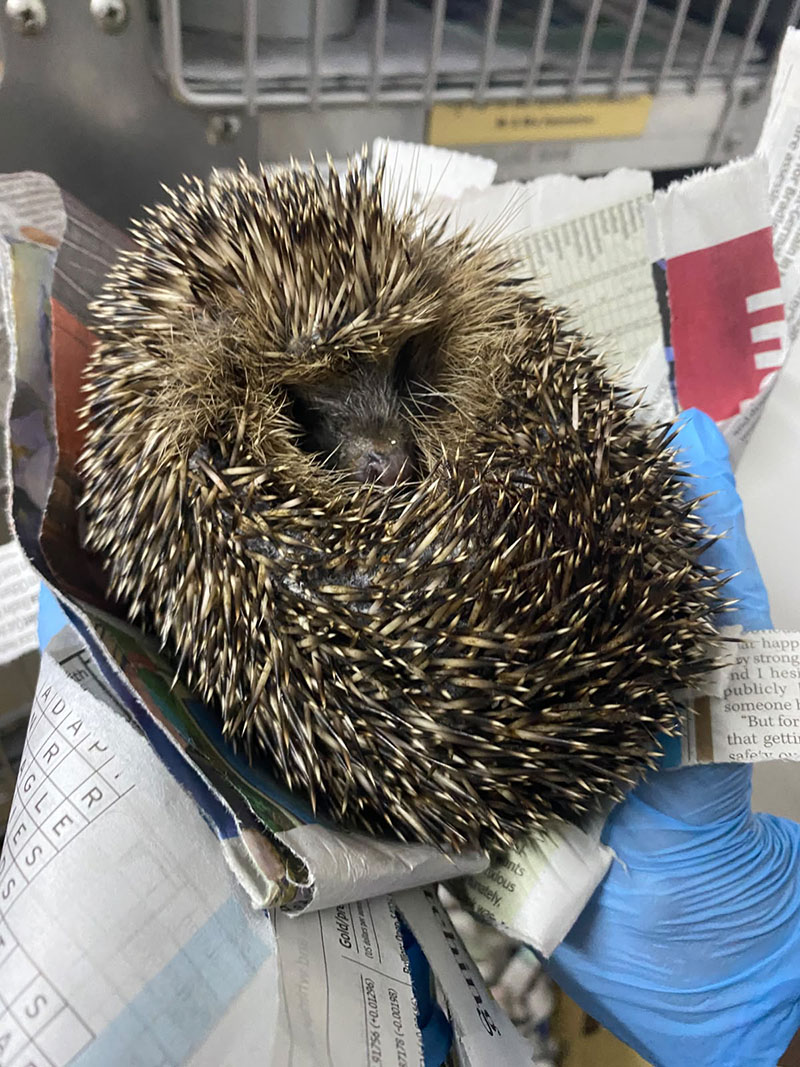 Sleeping hedgehog